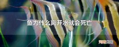 鱼为什么离开水就会死亡