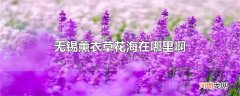无锡薰衣草花海在哪里啊