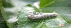 蚕的寿命