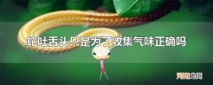 蛇吐舌头只是为了收集气味正确吗