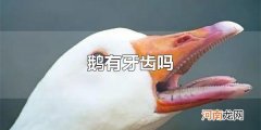 鹅有牙齿吗 鹅是没有牙齿的