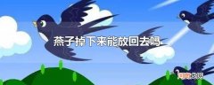 燕子掉下来能放回去吗