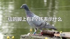 信鸽脚上有2个环表示什么 一个是信鸽特比环一个是电子脚环