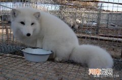 狐狸养不熟 狐狸怎么养