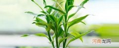 富贵竹黄叶了补救方法 富贵竹叶子发黄了该怎么办