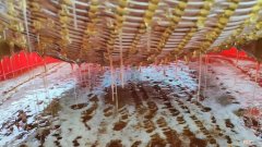 冲蜂蜜水的3种方法 蜂蜜水的正确喝法