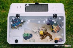 寄居蟹饲养要求和注意事项 寄居蟹怎么正确饲养