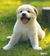 狗狗大便带血是怎么回事