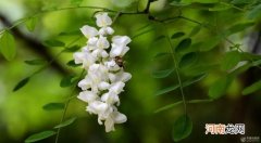 洋槐花2个功效和10个作用盘点 洋槐花的功效和作用有哪些