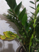 多肉钱串子的养殖方法