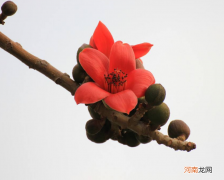 木棉花的药用价值 木棉花的功效与作用