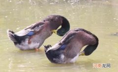鸭屎香茶的来历、功效和作用 鸭屎香是什么茶功效