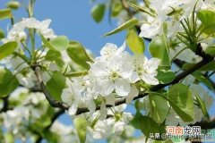 梨花的花期养护及花语介绍 梨花是什么季节开的花