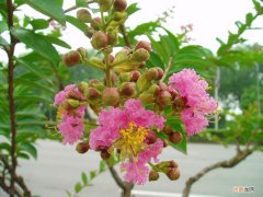 痒痒树外形特点及用途功效 痒痒树为什么怕痒