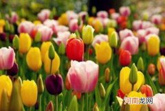 郁金香开花时间是什么时候