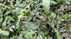 荠菜哪些人不能吃 什么人不能吃荠菜