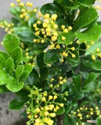 米兰花的养殖方法和注意事项有哪些