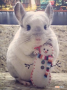 龙猫简介及饲养注意事项 龙猫好养吗有味道吗