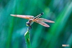 蜻蜓的特点和生活特征 蜻蜓的生活习性简单介绍