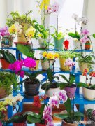 养蝴蝶兰浇水5种方法 蝴蝶兰花怎么养浇水