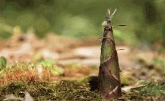 新鲜的春笋怎么做好吃