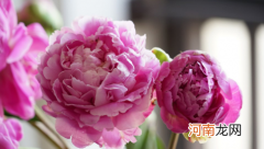 买的芍药根块只长叶没有花苞