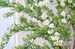 小手球花期一般是多久