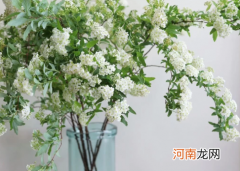 小手球花又叫什么
