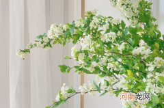 小手球花有毒吗