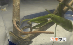 蛇为什么怕螳螂
