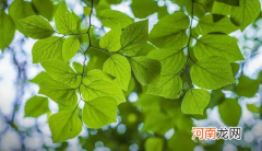 2022年6月有几个星期零几天