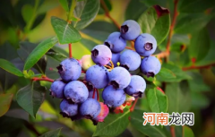 洗蓝莓要用盐水泡吗