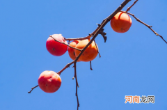 柿子怎么催熟最简单的方法好看又不涩苦