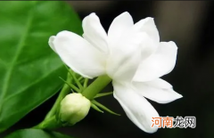 栀子花半个月没浇水蔫了怎么补救