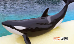 鲸鱼为什么不伤害人类