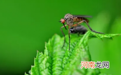 蚊香泡水加花露水能驱蚊吗