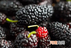 桑葚怎么洗才能干净