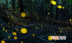 成都看萤火虫的最佳观赏点在哪2022