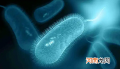 辣椒素能抑制幽门螺旋杆菌生长吗
