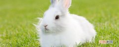 兔子寿命一般是多少年 兔子寿命能活多久