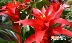 鸿运当头花喜阴还是喜阳