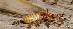 白蚁吃混凝土墙吗 白蚁吃不吃混凝土墙