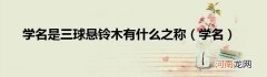 学名  学名是三球悬铃木有什么之称
