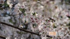 武汉之恋会拍电视剧吗 雷军会参演武汉之恋吗？