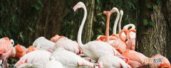 火烈鸟会不会飞 火烈鸟会飞吗