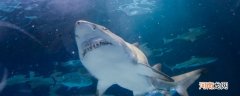 太平洋有鲨鱼吗 太平洋有没有鲨鱼