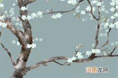 2023年出生的兔子哪个月份好 兔年几月出生命最顺