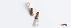 白蚁有翅膀吗 白蚁有没有翅膀
