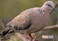 咕咕咕叫的是什么鸟