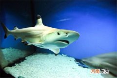 世界十大无性繁殖动物：黑鳍鲨和水母双双上榜